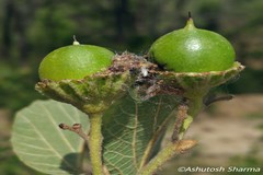 Cordia vestita